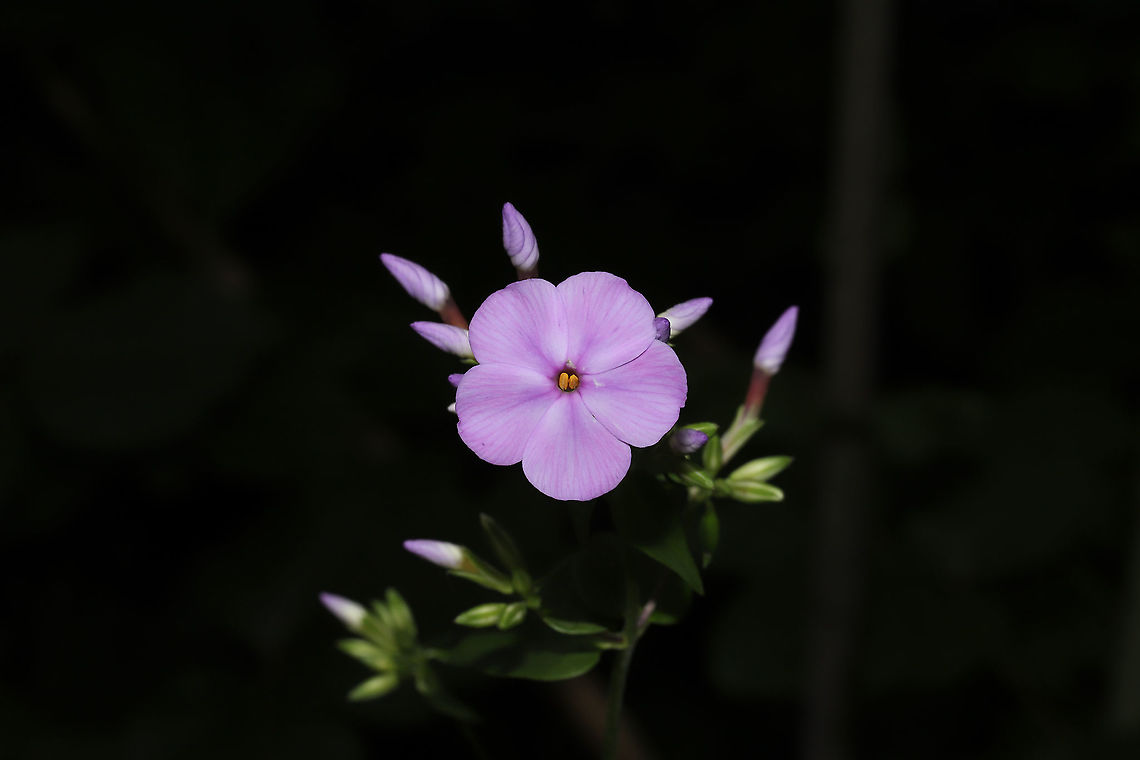 Smooth Phlox (Phlox glaberrima) Growing at the edge of a dense mixed forest. Geotagged,Phlox glaberrima,Spring,United States