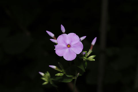 Smooth Phlox (Phlox glaberrima) Growing at the edge of a dense mixed forest. Geotagged,Phlox glaberrima,Spring,United States