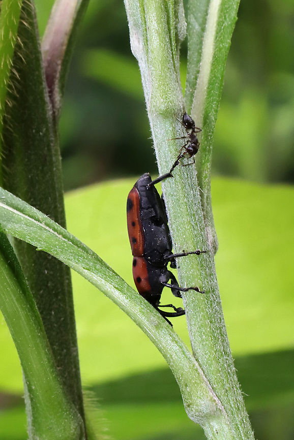 Ironweed Curculio (Rhodobaenus tredecimpunctatus) Terrible shot as this guy fell off the ironweed plant as soon as I got close! Geotagged,Rhodobaenus tredecimpunctatus,Spring,United States