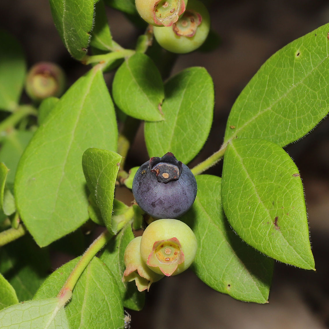 Blue Ridge Blueberry (Vaccinium pallidum) Growing at the disturbed edge of a dense mixed (hickory-oak dominant) forest.<br />
And, yes, I ate the ripe one immediately after I photographed it! How could I resist? Geotagged,Hillside blueberry,Spring,United States,Vaccinium pallidum