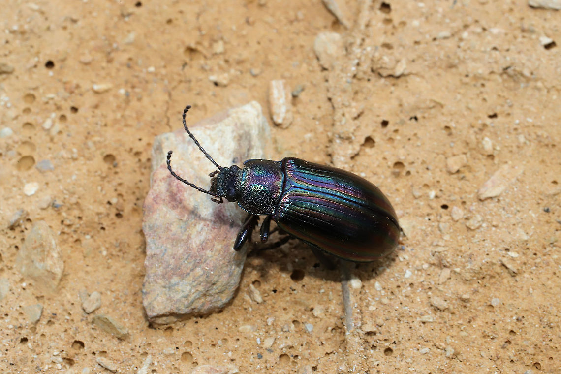 Rainbow Beetle (Tarpela micans) Deceased individual at the disturbed edge of a dense mixed forest. Geotagged,Spring,Tarpela micans,United States