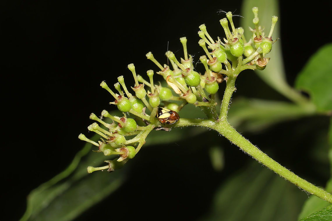 Dogwood Spittlebug (Clastoptera proteus) Unfortunately the only shot I got of this pretty bug! It jumped away as soon as I got close! <br />
On Cornus drummondii at the edge of a dense mixed forest. Clastoptera proteus,Dogwood Spittlebug,Geotagged,Spring,United States