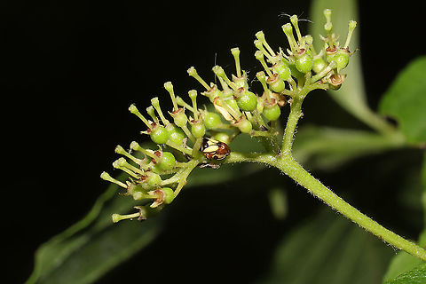 Dogwood Spittlebug (Clastoptera proteus) Unfortunately the only shot I got of this pretty bug! It jumped away as soon as I got close! 
On Cornus drummondii at the edge of a dense mixed forest. Clastoptera proteus,Dogwood Spittlebug,Geotagged,Spring,United States