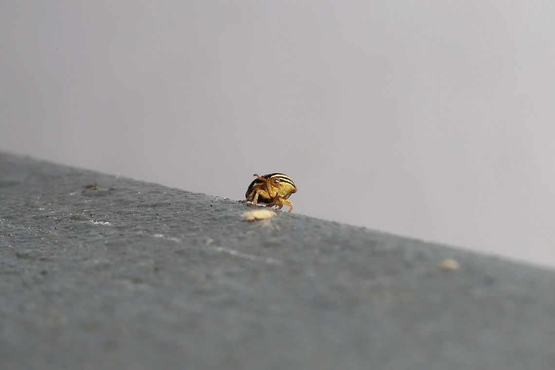 Clastoptera testacea At porchlights near the edge of a dense mixed (hickory-oak dominant) forest. Red pines also nearby. <br />
<br />
I think the common name should be &quot;Unibrow Spittlebug&quot; Clastoptera testacea,Geotagged,Spring,United States
