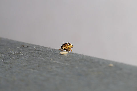Clastoptera testacea At porchlights near the edge of a dense mixed (hickory-oak dominant) forest. Red pines also nearby. 

I think the common name should be "Unibrow Spittlebug" Clastoptera testacea,Geotagged,Spring,United States