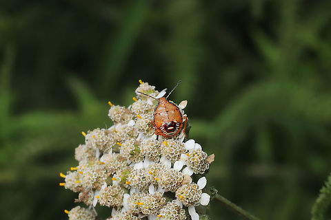 Spined Soldier Bug Nymph (Podisus maculiventris) On yarrow at the disturbed edge of a dense mixed forest.  Geotagged,Podisus maculiventris,Spined soldier bug,Spring,United States