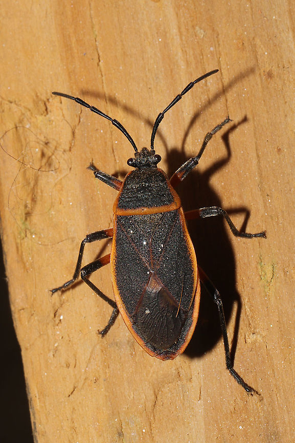 Eastern Bordered Plant Bug (Largus succinctus) At the disturbed edge of a dense mixed forest.  Geotagged,Largus succinctus,Spring,United States