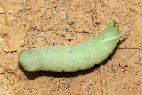Great Ash Sphinx Larva (Sphinx chersis) Dead individual found near a vernal pool on a dirt road. At the edge of a dense mixed (hickory-oak dominant) forest. I hope to see an adult this year!  Geotagged,Great ash sphinx,Sphinx chersis,Spring,United States