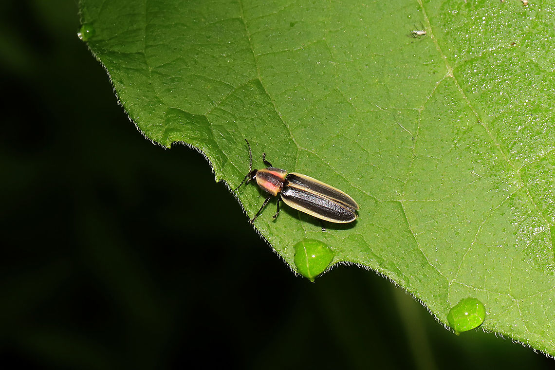 Say's Firefly (Pyractomena angulata) At a dense mixed forest edge  Geotagged,Pyractomena angulata,Spring,United States