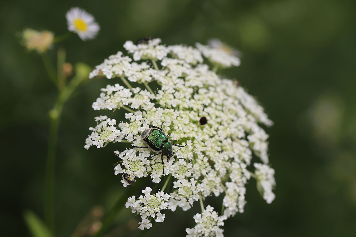 Emerald Flower Scarab (Trichiotinus lunulatus) An overlooked shot from almost exactly a year ago. This beetle was on Queen Anne&#039;s Lace (Daucus carota) at the edge of a dense mixed forest. Geotagged,Spring,Trichiotinus lunulatus,United States
