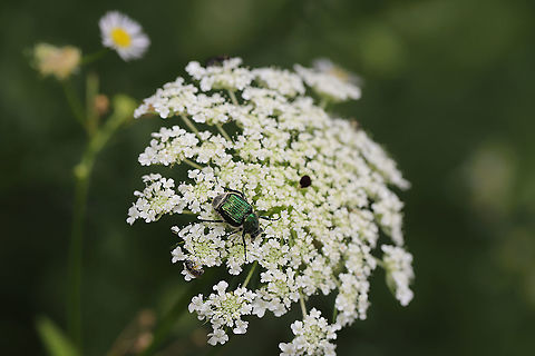 Emerald Flower Scarab (Trichiotinus lunulatus) An overlooked shot from almost exactly a year ago. This beetle was on Queen Anne's Lace (Daucus carota) at the edge of a dense mixed forest. Geotagged,Spring,Trichiotinus lunulatus,United States