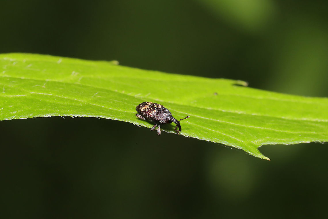 Glyptobaris lecontei At a dense mixed forest edge.<br />
<figure class="photo"><a href="https://www.jungledragon.com/image/95581/glyptobaris_lecontei.html" title="Glyptobaris lecontei"><img src="https://s3.amazonaws.com/media.jungledragon.com/images/3231/95581_thumb.jpg?AWSAccessKeyId=05GMT0V3GWVNE7GGM1R2&Expires=1767225610&Signature=vO6pLfS9XXLGO6zE7XHA3uW%2Fd%2FQ%3D" width="200" height="134" alt="Glyptobaris lecontei At a dense mixed forest edge.<br />
https://www.jungledragon.com/image/95580/glyptobaris_lecontei.html Geotagged,Glyptobaris lecontei,Spring,United States" /></a></figure> Geotagged,Glyptobaris lecontei,Spring,United States