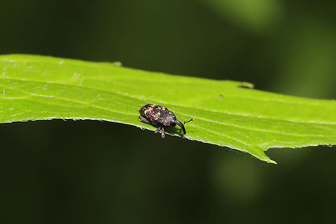 Glyptobaris lecontei At a dense mixed forest edge.
https://www.jungledragon.com/image/95581/glyptobaris_lecontei.html Geotagged,Glyptobaris lecontei,Spring,United States