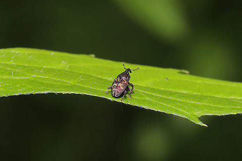 Glyptobaris lecontei At a dense mixed forest edge.
https://www.jungledragon.com/image/95580/glyptobaris_lecontei.html Geotagged,Glyptobaris lecontei,Spring,United States