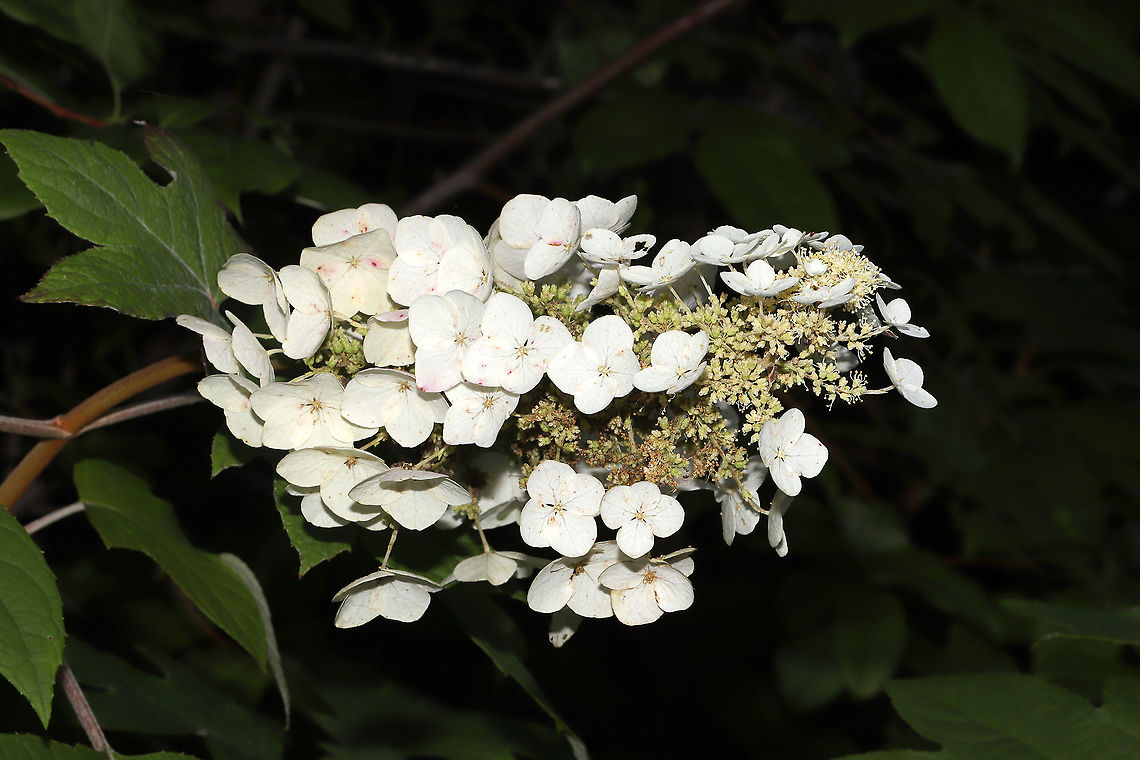 Oakleaf Hydrangea (Hydrangea quercifolia) Growing at a mixed forest (mostly loblolly pine) edge.<br />
<figure class="photo"><a href="https://www.jungledragon.com/image/95712/oakleaf_hydrangea_hydrangea_quercifolia.html" title="Oakleaf Hydrangea (Hydrangea quercifolia)"><img src="https://s3.amazonaws.com/media.jungledragon.com/images/3231/95712_thumb.jpg?AWSAccessKeyId=05GMT0V3GWVNE7GGM1R2&Expires=1759968010&Signature=12n%2F25ceg2En%2B%2F%2BZ11KX%2Fr%2FH3jQ%3D" width="200" height="134" alt="Oakleaf Hydrangea (Hydrangea quercifolia)  Growing at a mixed forest (mostly loblolly pine) edge. <br />
https://www.jungledragon.com/image/95711/oakleaf_hydrangea_hydrangea_quercifolia.html Geotagged,Hydrangea quercifolia,Oakleaf Hydrangea,Spring,United States" /></a></figure> Geotagged,Hydrangea quercifolia,Oakleaf hydrangea,Spring,United States