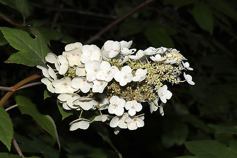 Oakleaf Hydrangea (Hydrangea quercifolia) Growing at a mixed forest (mostly loblolly pine) edge.
https://www.jungledragon.com/image/95712/oakleaf_hydrangea_hydrangea_quercifolia.html Geotagged,Hydrangea quercifolia,Oakleaf hydrangea,Spring,United States