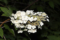 Oakleaf Hydrangea (Hydrangea quercifolia) Growing at a mixed forest (mostly loblolly pine) edge.<br />
https://www.jungledragon.com/image/95712/oakleaf_hydrangea_hydrangea_quercifolia.html Geotagged,Hydrangea quercifolia,Oakleaf hydrangea,Spring,United States