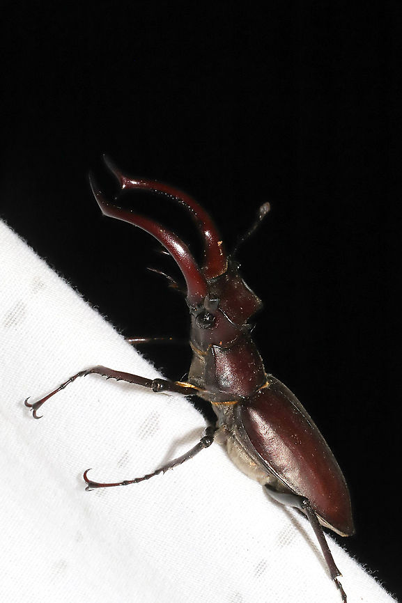 Giant Stag Beetle (Lucanus elaphus) At a 365 nm UV light setup at the edge of a dense mixed forest. <br />
So difficult to photograph this dark beauty!<br />
<figure class="photo"><a href="https://www.jungledragon.com/image/96328/giant_stag_beetle_lucanus_elaphus.html" title="Giant Stag Beetle (Lucanus elaphus)"><img src="https://s3.amazonaws.com/media.jungledragon.com/images/3231/96328_thumb.jpg?AWSAccessKeyId=05GMT0V3GWVNE7GGM1R2&Expires=1763596810&Signature=m62ishPpDN%2BF%2BHFeEAdXbhk7po0%3D" width="200" height="134" alt="Giant Stag Beetle (Lucanus elaphus) At a 365 nm UV light setup at the edge of a dense mixed forest.<br />
So difficult to photograph this dark beauty! <br />
https://www.jungledragon.com/image/96327/giant_stag_beetle_lucanus_elaphus.html Geotagged,Giant stag beetle,Lucanus elaphus,Summer,United States" /></a></figure> Geotagged,Giant stag beetle,Lucanus elaphus,Summer,United States