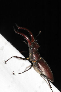 Giant Stag Beetle (Lucanus elaphus) At a 365 nm UV light setup at the edge of a dense mixed forest. 
So difficult to photograph this dark beauty!
https://www.jungledragon.com/image/96328/giant_stag_beetle_lucanus_elaphus.html Geotagged,Giant stag beetle,Lucanus elaphus,Summer,United States