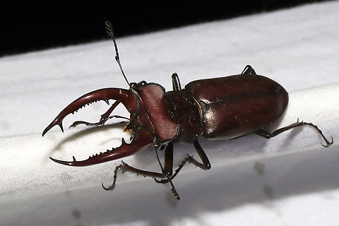 Giant Stag Beetle (Lucanus elaphus) At a 365 nm UV light setup at the edge of a dense mixed forest.
So difficult to photograph this dark beauty! 
https://www.jungledragon.com/image/96327/giant_stag_beetle_lucanus_elaphus.html Geotagged,Giant stag beetle,Lucanus elaphus,Summer,United States