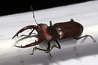 Giant Stag Beetle (Lucanus elaphus) At a 365 nm UV light setup at the edge of a dense mixed forest.<br />
So difficult to photograph this dark beauty! <br />
https://www.jungledragon.com/image/96327/giant_stag_beetle_lucanus_elaphus.html Geotagged,Giant stag beetle,Lucanus elaphus,Summer,United States