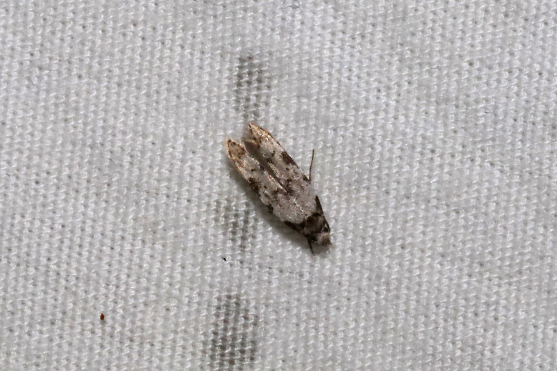 Triangle-marked Twirler Moth (Taygete attributella) At a 365nm UV light setup at the edge of a dense mixed forest.  Geotagged,Summer,Taygete attributella,United States