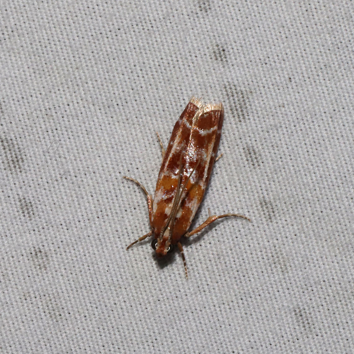 Webbing Coneworm Moth (Dioryctria disclusa) at a 365nm UV light setup at the edge of a dense mixed forest.  Dioryctria disclusa,Geotagged,Summer,United States,Webbing Coneworm
