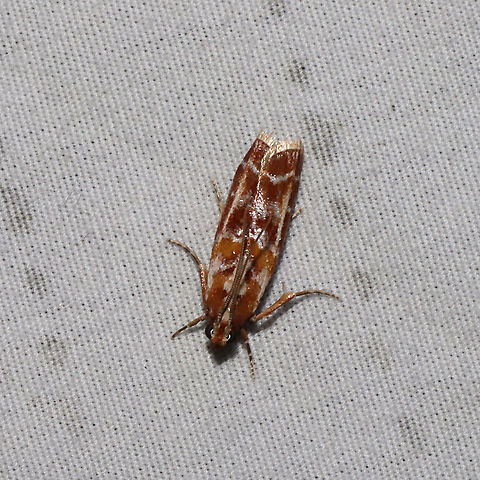 Webbing Coneworm Moth (Dioryctria disclusa) at a 365nm UV light setup at the edge of a dense mixed forest. Dioryctria disclusa,Geotagged,Summer,United States,Webbing Coneworm