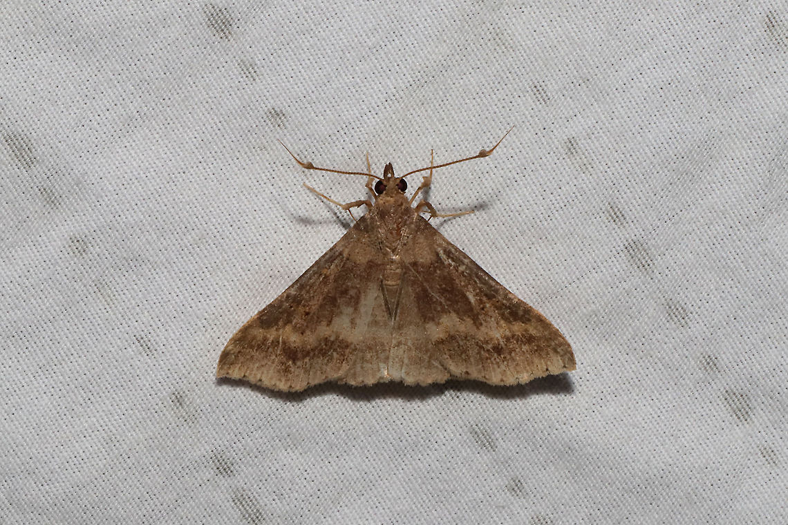 Discolored Renia Moth (Renia discoloralis)? Tentative ID. At a 365nm UV light setup at the edge of a dense mixed forest.  Geotagged,Renia discoloralis,Summer,United States
