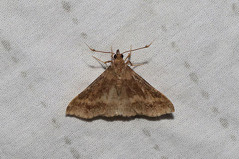 Discolored Renia Moth (Renia discoloralis)? Tentative ID. At a 365nm UV light setup at the edge of a dense mixed forest.  Geotagged,Renia discoloralis,Summer,United States