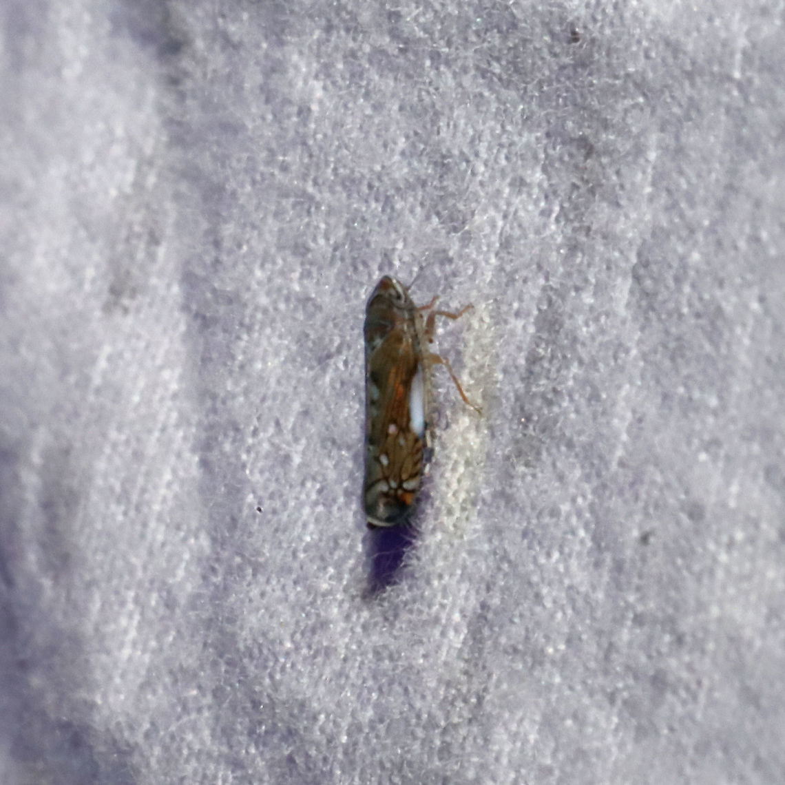 Scaphoideus sp. Working on this ID. Leafhopper at a 365nm UV light setup at the edge of a dense mixed forest. Geotagged,Summer,United States