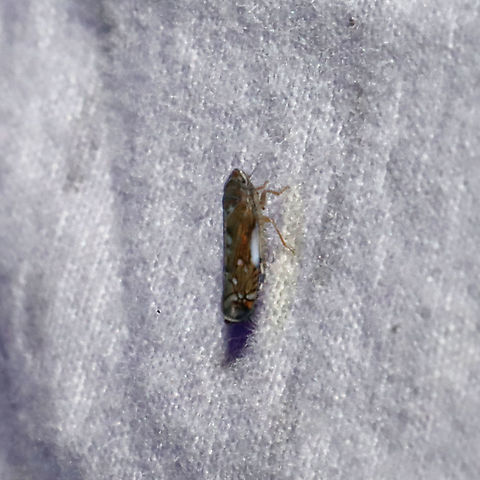 Scaphoideus sp. Working on this ID. Leafhopper at a 365nm UV light setup at the edge of a dense mixed forest. Geotagged,Summer,United States