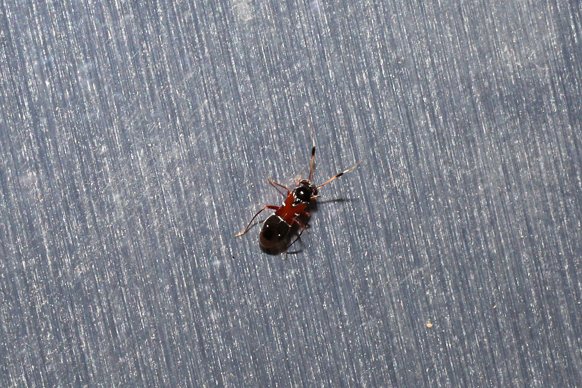 Pilophorus juniperi At a 365nm UV light setup at the edge of a dense mixed forest.  Geotagged,Pilophorus juniperi,Summer,United States