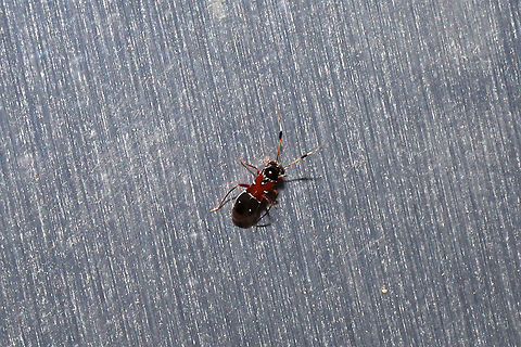Pilophorus juniperi At a 365nm UV light setup at the edge of a dense mixed forest.  Geotagged,Pilophorus juniperi,Summer,United States