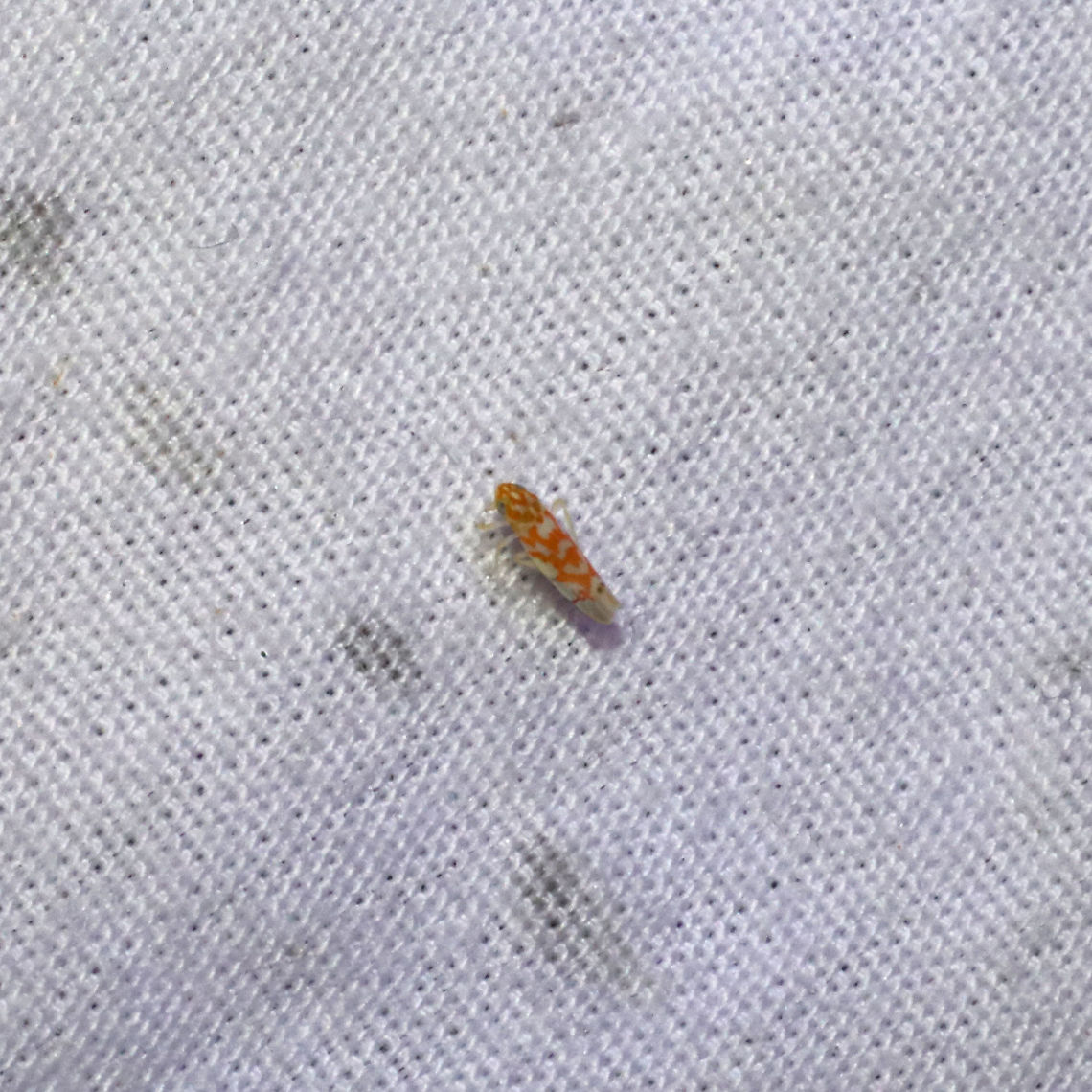 Eratoneura sp. Still trying to ID this one!<br />
At a 365nm UV light at the edge of a dense mixed forest <br />
<br />
Eratoneura comoides? Geotagged,Summer,United States