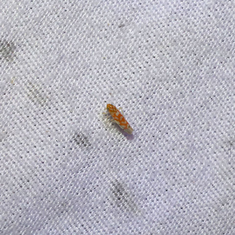 Eratoneura sp. Still trying to ID this one!
At a 365nm UV light at the edge of a dense mixed forest 

Eratoneura comoides? Geotagged,Summer,United States