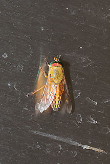 Tabanus pallidescens At the disturbed edge of a dense mixed forest  Geotagged,Spring,Tabanus pallidescens,United States