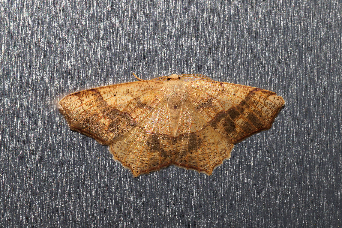 Oak Besma Moth (Besma quercivoraria) At porchlights at a dense mixed forest edge.  Besma quercivoraria,Geotagged,Oak besma,Summer,United States