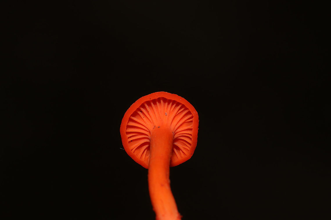 Red Chanterelle (Cantharellus cinnabarinus) Growing near the base of a ridgeside (near a floodplain) at a dense mixed forest edge. Cantharellus cinnabarinus,Geotagged,Spring,United States