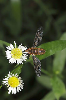 Poecilanthrax nigripennis Individual in torpor during early morning. At the edge of a dense mixed forest. Geotagged,Poecilanthrax nigripennis,Spring,United States