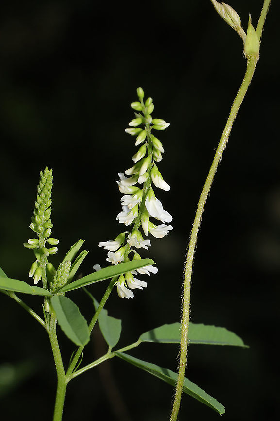 White Sweet Clover (Melilotus albus) INTRODUCED SPECIES.<br />
On a disturbed roadside at the edge of a dense mixed forest. Geotagged,Melilotus albus,Spring,United States,White-flowered sweet clover
