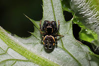 Golden Jumping Spider (Paraphidippus aurantius) Paraphidippus aurantius? The markings on the upper abdomen are broken (which I have not seen in the species), so I thought it strange. At a dense mixed forest edge<br />
https://www.jungledragon.com/image/96364/golden_jumping_spider_paraphidippus_aurantius.html Geotagged,Paraphidippus aurantius,Spring,United States