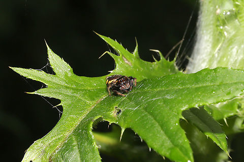 Golden Jumping Spider (Paraphidippus aurantius) Paraphidippus aurantius? The markings on the upper abdomen are broken (which I have not seen in the species), so I thought it strange. At a dense mixed forest edge.
https://www.jungledragon.com/image/96363/golden_jumping_spider_paraphidippus_aurantius.html Geotagged,Paraphidippus aurantius,Spring,United States
