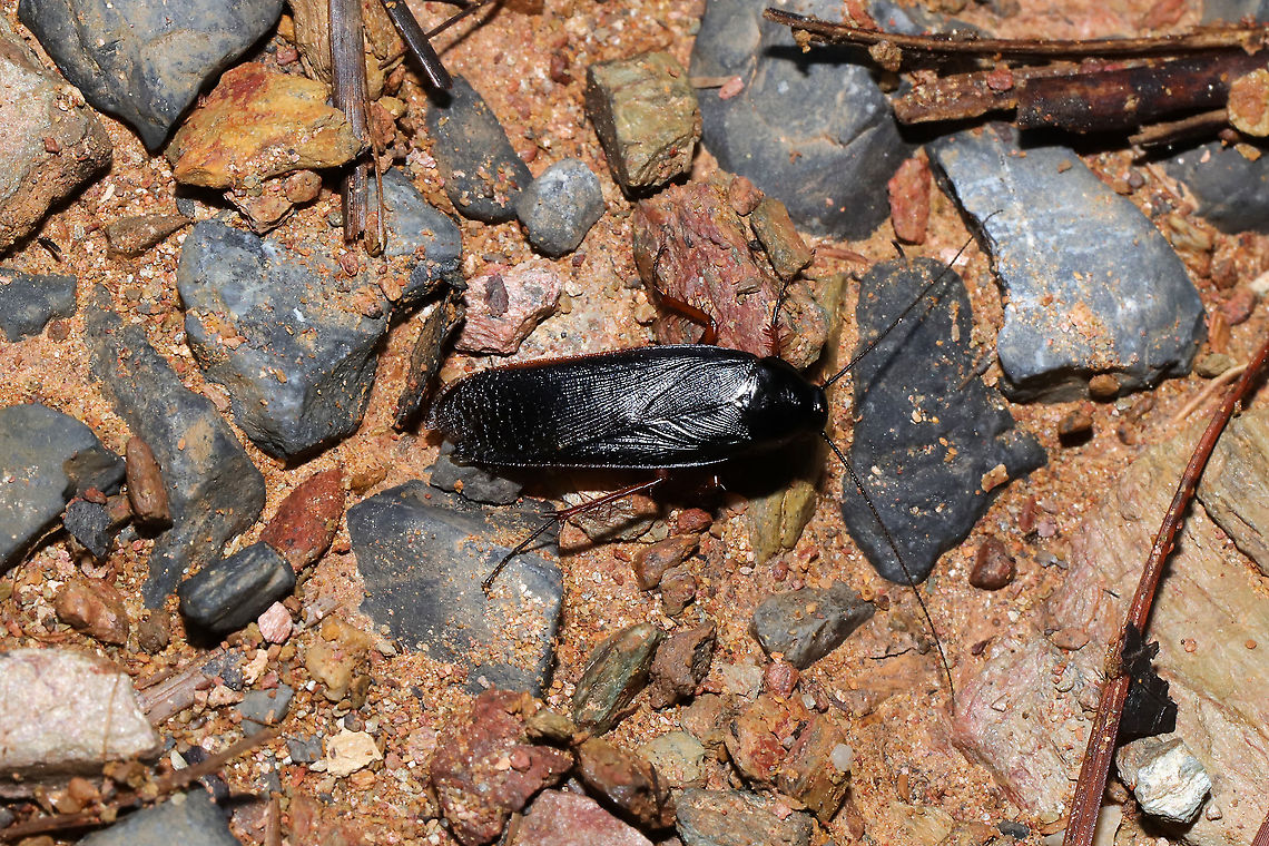 Dark Wood Cockroach (Ischnoptera deropeltiformis) ID Tentative. Found at a dense mixed forest edge. Geotagged,Ischnoptera deropeltiformis,Spring,United States