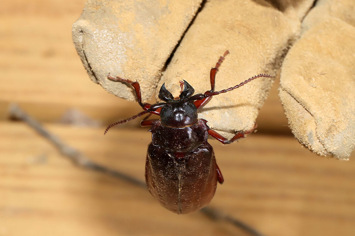 Prionus pocularis At a disturbed dense mixed forest edge. <br />
<figure class="photo"><a href="https://www.jungledragon.com/image/96491/prionus_pocularis.html" title="Prionus pocularis"><img src="https://s3.amazonaws.com/media.jungledragon.com/images/3231/96491_thumb.jpg?AWSAccessKeyId=05GMT0V3GWVNE7GGM1R2&Expires=1769040010&Signature=aWiJD5muhC%2BF30EsMxhb933fvGk%3D" width="102" height="152" alt="Prionus pocularis At a disturbed dense mixed forest edge. <br />
https://www.jungledragon.com/image/96492/tile-horned_prionus_prionus_imbricornis.html Geotagged,Prionus imbricornis,Prionus pocularis,Spring,Tile-horned Prionus,Tooth-necked longhorn beetle,United States" /></a></figure> Geotagged,Prionus imbricornis,Prionus pocularis,Spring,Tile-horned Prionus,Tooth-necked longhorn beetle,United States