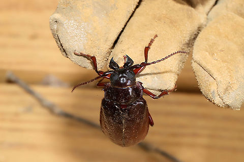 Prionus pocularis At a disturbed dense mixed forest edge. 
https://www.jungledragon.com/image/96491/tile-horned_prionus_prionus_imbricornis.html Geotagged,Prionus imbricornis,Prionus pocularis,Spring,Tile-horned Prionus,Tooth-necked longhorn beetle,United States