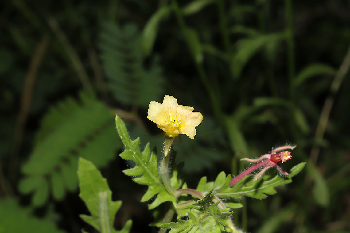 Cutleaf Evening Primrose (Oenothera laciniata) At a mixed forest edge. <br />
<figure class="photo"><a href="https://www.jungledragon.com/image/96494/cutleaf_evening_primrose_oenothera_laciniata.html" title="Cutleaf Evening Primrose (Oenothera laciniata)"><img src="https://s3.amazonaws.com/media.jungledragon.com/images/3231/96494_thumb.jpg?AWSAccessKeyId=05GMT0V3GWVNE7GGM1R2&Expires=1767225610&Signature=PoZ9AfnJ1ulh3%2BbFbg3ZY1Ur%2FwY%3D" width="102" height="152" alt="Cutleaf Evening Primrose (Oenothera laciniata) At a mixed forest edge.<br />
https://www.jungledragon.com/image/96493/cutleaf_evening_primrose_oenothera_laciniata.html Geotagged,Oenothera laciniata,Spring,United States" /></a></figure> Geotagged,Oenothera laciniata,Spring,United States