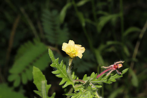 Cutleaf Evening Primrose (Oenothera laciniata) At a mixed forest edge. 
https://www.jungledragon.com/image/96494/cutleaf_evening_primrose_oenothera_laciniata.html Geotagged,Oenothera laciniata,Spring,United States