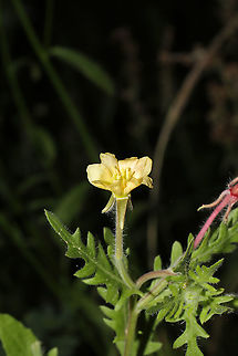 Cutleaf Evening Primrose