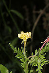 Cutleaf Evening Primrose (Oenothera laciniata) At a mixed forest edge.<br />
https://www.jungledragon.com/image/96493/cutleaf_evening_primrose_oenothera_laciniata.html Geotagged,Oenothera laciniata,Spring,United States